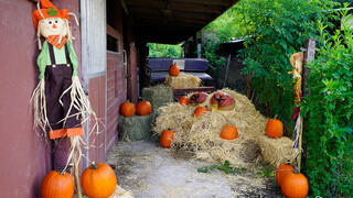 Смотри Cowgirl Cumshot in the Pumpkin Patch - бесплатное HD порно на FREE-FULL-PORN.COM
